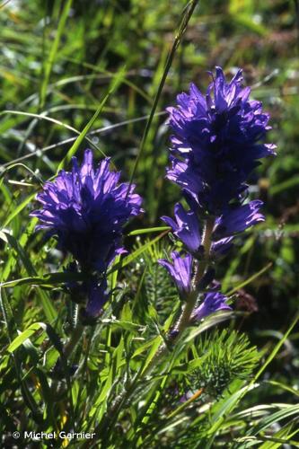 <i>Campanula spicata</i> L., 1753 © Michel Garnier