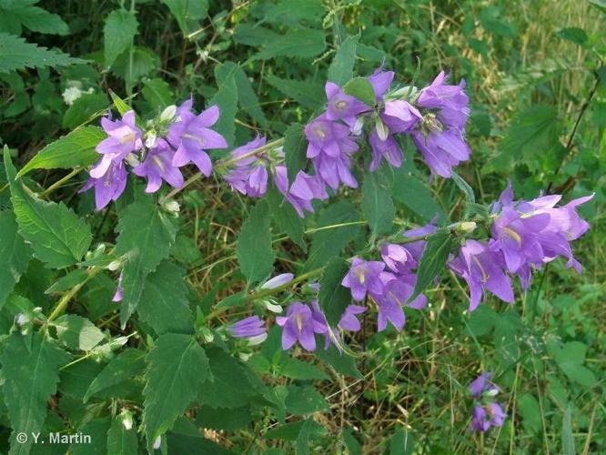 <i>Campanula trachelium</i> L., 1753 © 