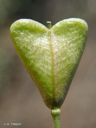 <i>Capsella bursa-pastoris</i> (L.) Medik., 1792 © H. TINGUY