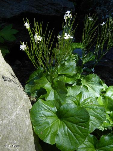 <i>Cardamine asarifolia</i> L., 1753 © S. Sant