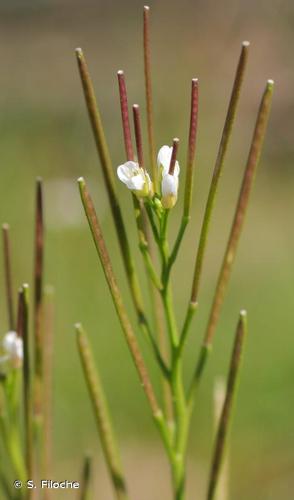 <i>Cardamine hirsuta</i> L., 1753 © S. Filoche