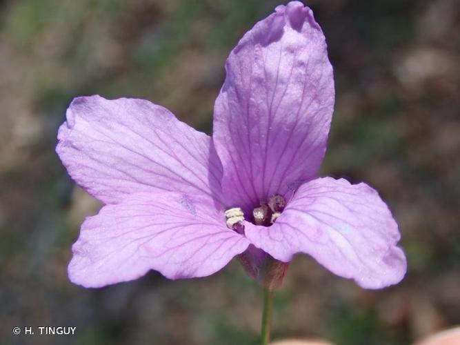 <i>Cardamine pentaphyllos</i> (L.) Crantz, 1769 © H. TINGUY