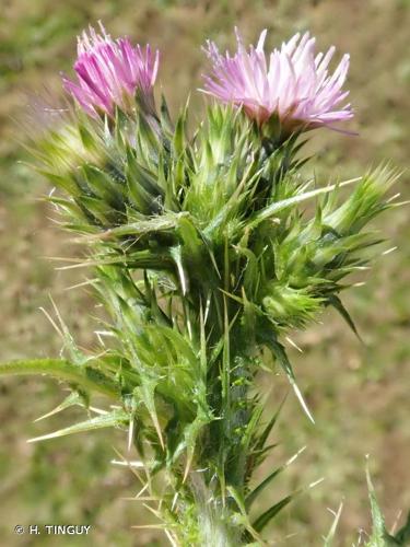 <i>Carduus tenuiflorus</i> Curtis, 1793 © H. TINGUY