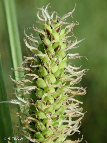 <i>Carex acuta</i> L., 1753 © H. TINGUY