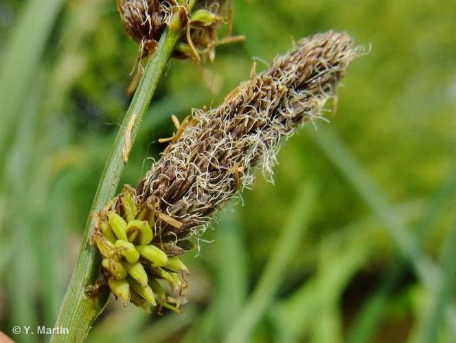 <i>Carex acutiformis</i> Ehrh., 1789 © 