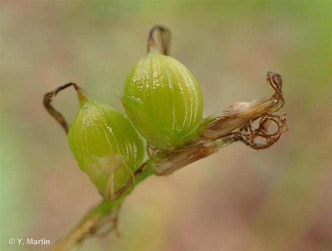 <i>Carex alba</i> Scop., 1772 © 