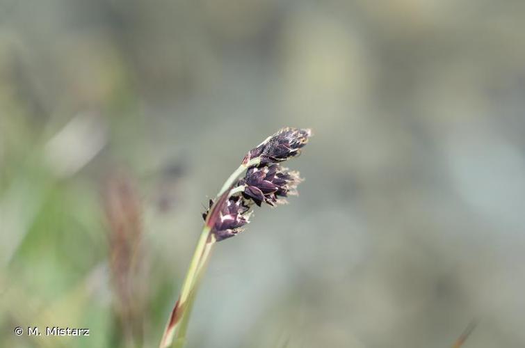 <i>Carex atrofusca</i> Schkuhr, 1801 © M. Mistarz