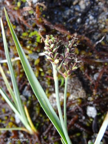 <i>Carex bicolor</i> All., 1785 © P. Rouveyrol