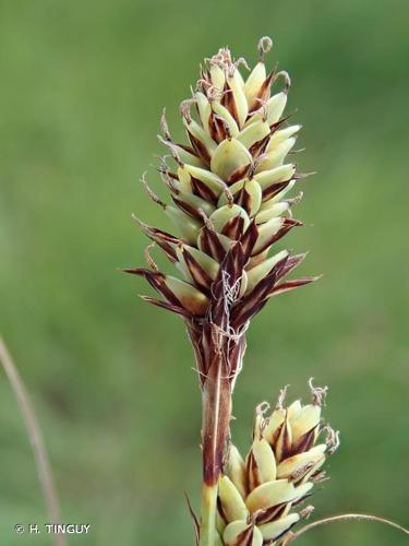 <i>Carex buxbaumii</i> Wahlenb., 1803 © H. TINGUY