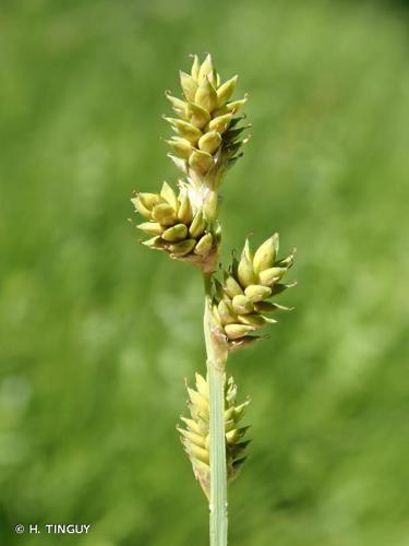 <i>Carex canescens</i> L., 1753 © H. TINGUY