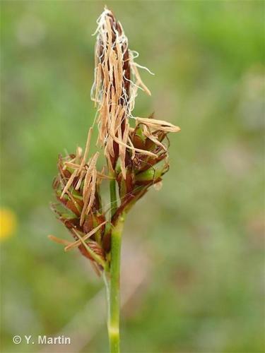 <i>Carex caryophyllea</i> Latourr., 1785 © 