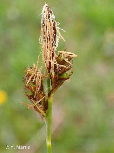 <i>Carex caryophyllea</i> Latourr., 1785 © 