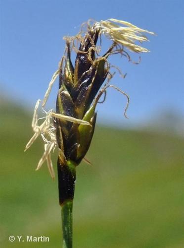 <i>Carex curvula</i> All., 1785 © 