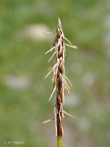 <i>Carex davalliana</i> Sm., 1800 © H. TINGUY