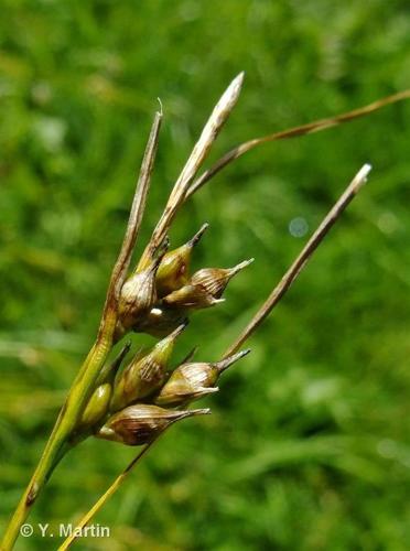 <i>Carex depauperata</i> Curtis ex With., 1787 © 