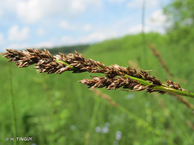 <i>Carex diandra</i> Schrank, 1781 © H. TINGUY