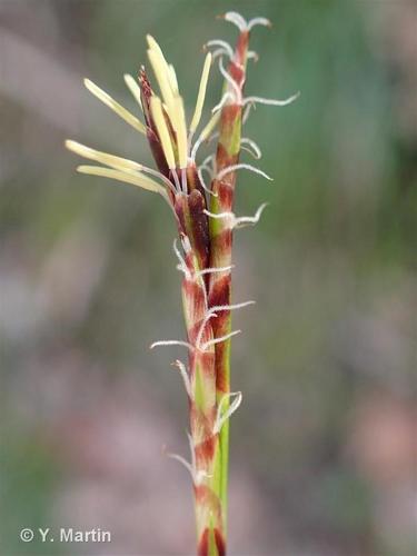 <i>Carex digitata</i> L., 1753 © 