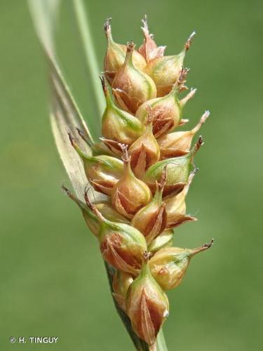 <i>Carex distans</i> L., 1759 © H. TINGUY