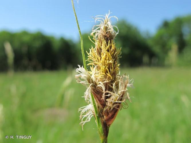 <i>Carex disticha</i> Huds., 1762 © H. TINGUY