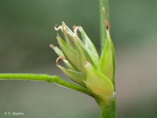 <i>Carex divulsa</i> Stokes, 1787 © 