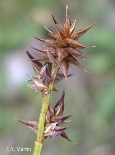 <i>Carex echinata</i> Murray, 1770 © 