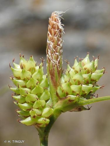 <i>Carex extensa</i> Gooden., 1794 © H. TINGUY