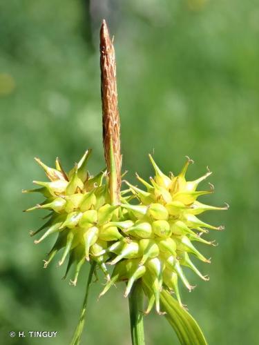 <i>Carex flava</i> L., 1753 © H. TINGUY