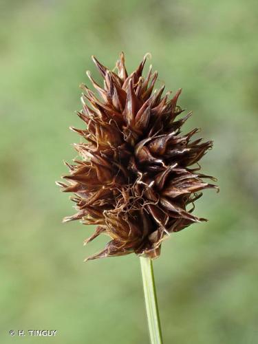 <i>Carex foetida</i> All., 1785 © H. TINGUY