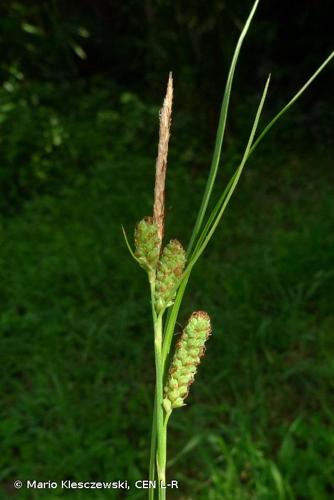 <i>Carex grioletii</i> Roem., 1806 © Mario Klesczewski, CEN L-R