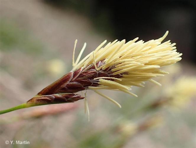 <i>Carex halleriana</i> Asso, 1779 © 