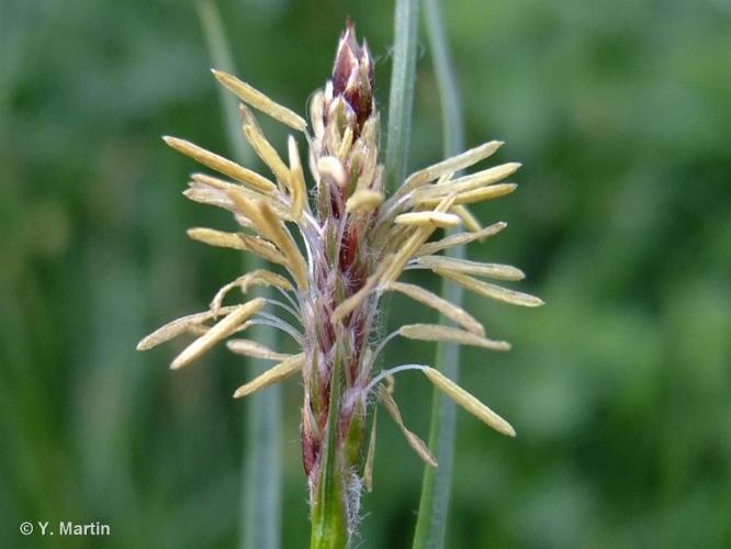 <i>Carex hirta</i> L., 1753 © 