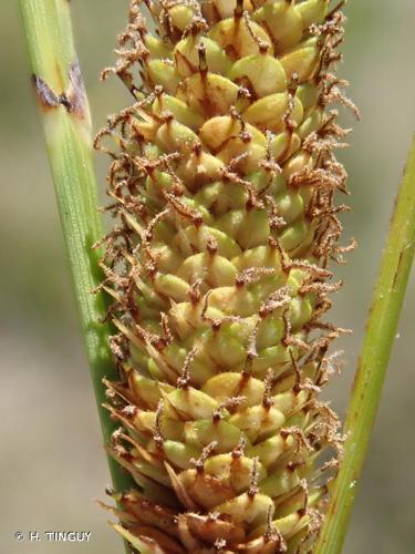 <i>Carex hispida</i> Willd., 1801 © H. TINGUY