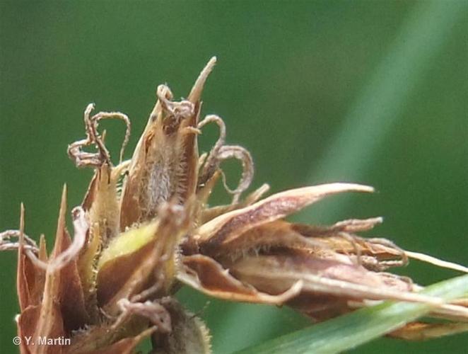 <i>Carex lasiocarpa</i> Ehrh., 1784 © 