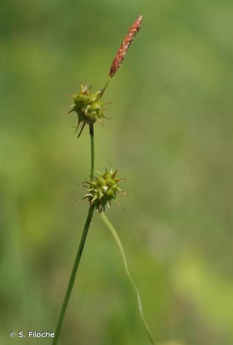 <i>Carex lepidocarpa</i> Tausch, 1834 © S. Filoche