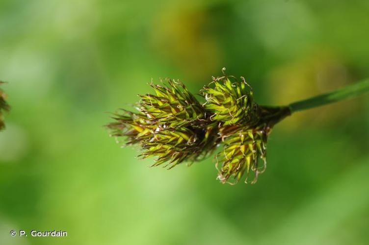 <i>Carex leporina</i> L., 1753 © P. Gourdain