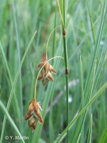 <i>Carex limosa</i> L., 1753 © 