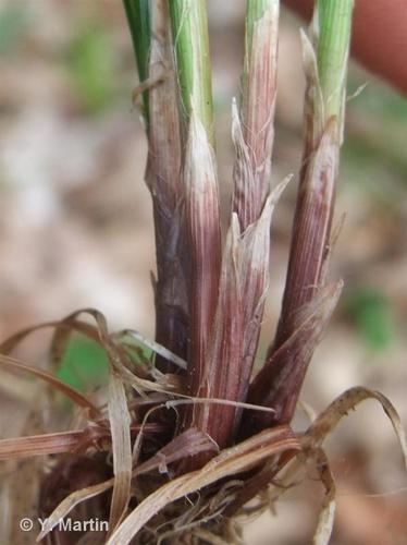 <i>Carex montana</i> L., 1753 © 