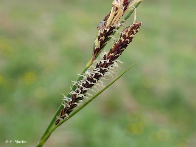 <i>Carex nigra</i> (L.) Reichard, 1778 © 