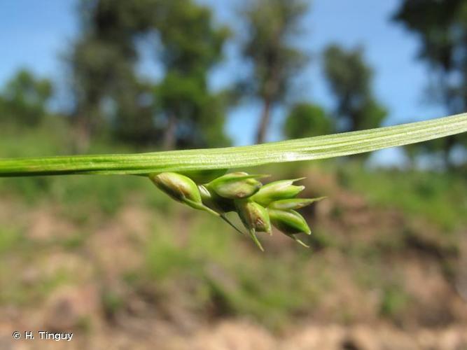 <i>Carex olbiensis</i> Jord., 1846 © H. Tinguy