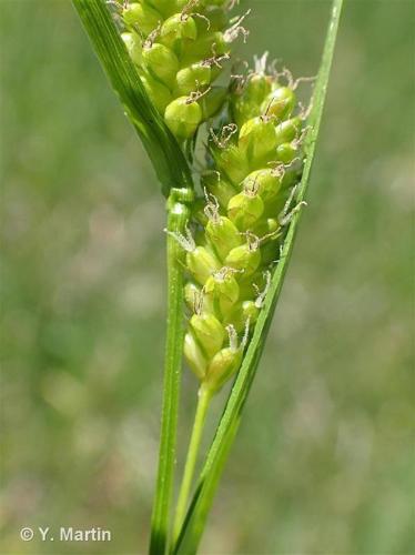 <i>Carex pallescens</i> L., 1753 © 