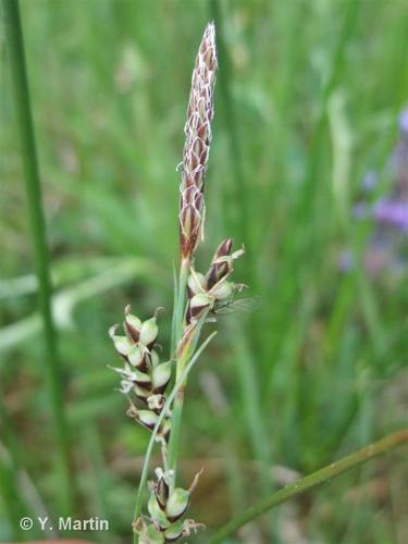 <i>Carex panicea</i> L., 1753 © 