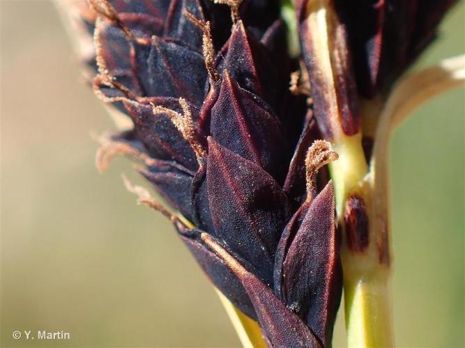 <i>Carex parviflora</i> Host, 1801 © 