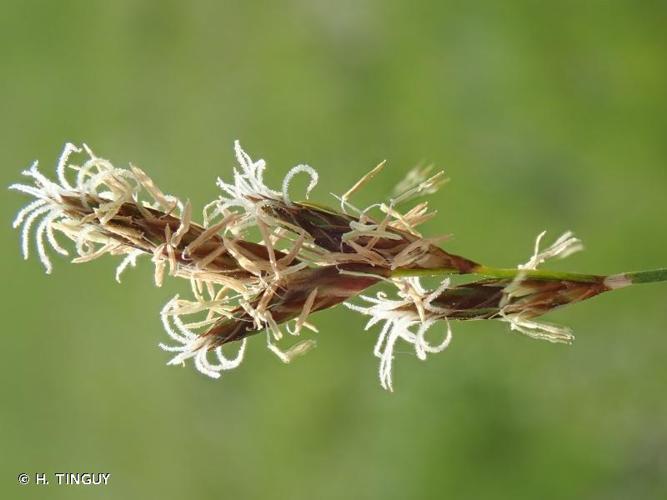 <i>Carex praecox</i> Schreb., 1771 © H. TINGUY