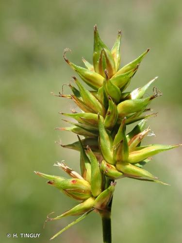 <i>Carex spicata</i> Huds., 1762 © H. TINGUY