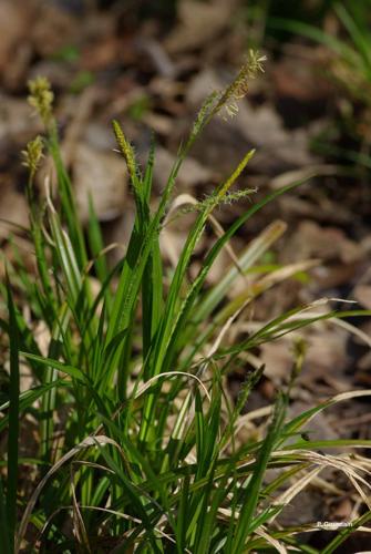 <i>Carex sylvatica</i> Huds., 1762 © P. Gourdain