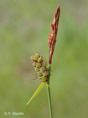 <i>Carex tomentosa</i> L., 1767 © 