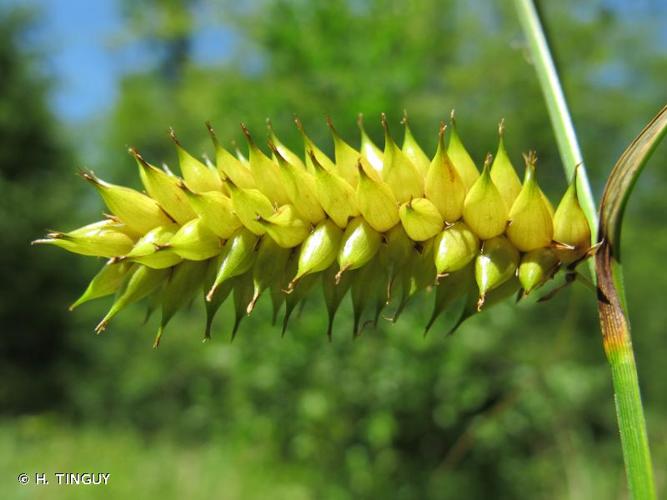 <i>Carex vesicaria</i> L., 1753 © H. TINGUY