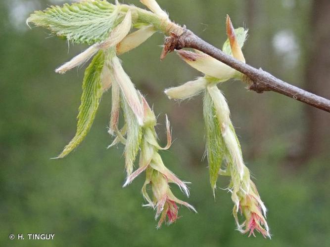 <i>Carpinus betulus</i> L., 1753 © H. TINGUY