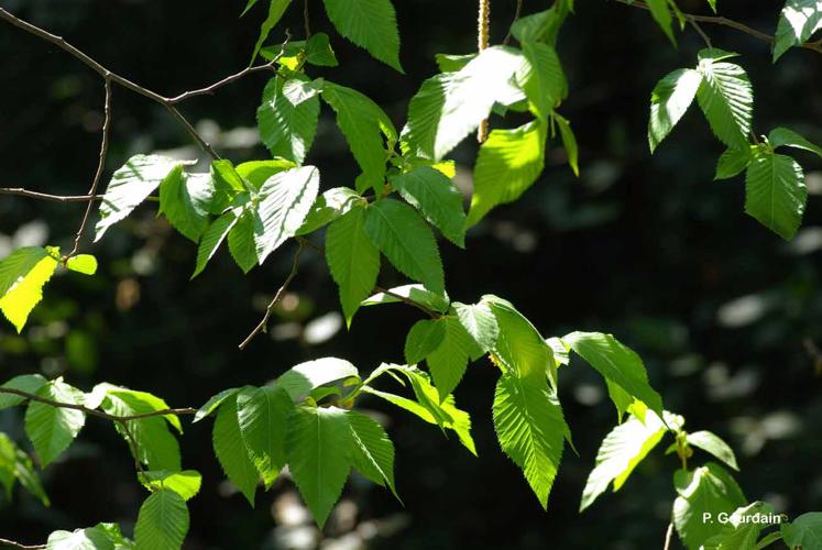 <i>Carpinus ostrya</i> L., 1753 © P. Gourdain