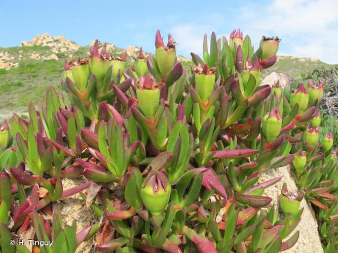 <i>Carpobrotus acinaciformis</i> (L.) L.Bolus, 1927 © H. Tinguy